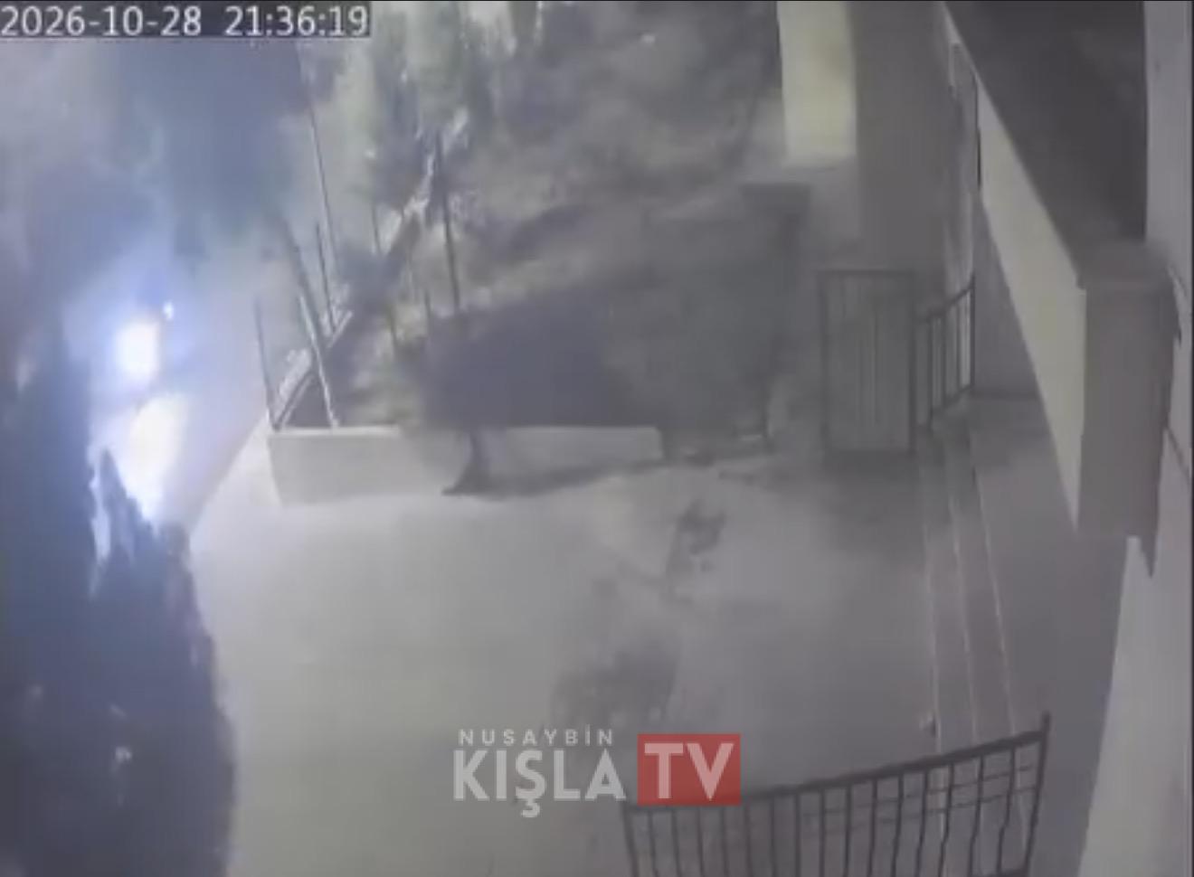 NUSAYBİN’DE AĞAÇ YOLA DEVRİLDİ: MOTOSİKLET SÜRÜCÜSÜ 10 SANİYEYLE KURTULDU